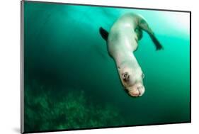 A Steller sea lion (Eumetopias jubatus) speeding in front of the camera, British Columbia, Canada-David Salvatori-Mounted Premium Photographic Print