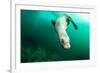 A Steller sea lion (Eumetopias jubatus) speeding in front of the camera, British Columbia, Canada-David Salvatori-Framed Photographic Print