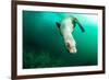 A Steller sea lion (Eumetopias jubatus) speeding in front of the camera, British Columbia, Canada-David Salvatori-Framed Photographic Print