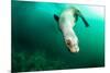 A Steller sea lion (Eumetopias jubatus) speeding in front of the camera, British Columbia, Canada-David Salvatori-Mounted Photographic Print