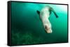 A Steller sea lion (Eumetopias jubatus) speeding in front of the camera, British Columbia, Canada-David Salvatori-Framed Stretched Canvas