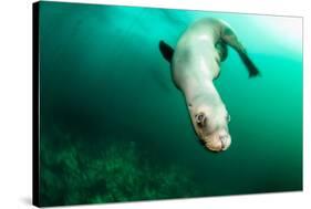 A Steller sea lion (Eumetopias jubatus) speeding in front of the camera, British Columbia, Canada-David Salvatori-Stretched Canvas