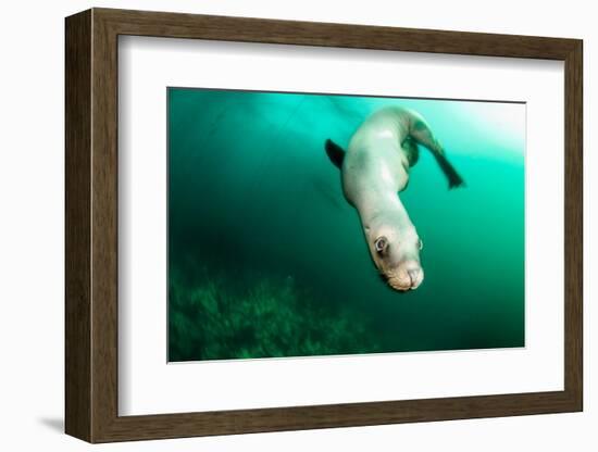 A Steller sea lion (Eumetopias jubatus) speeding in front of the camera, British Columbia, Canada-David Salvatori-Framed Photographic Print