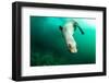 A Steller sea lion (Eumetopias jubatus) speeding in front of the camera, British Columbia, Canada-David Salvatori-Framed Photographic Print