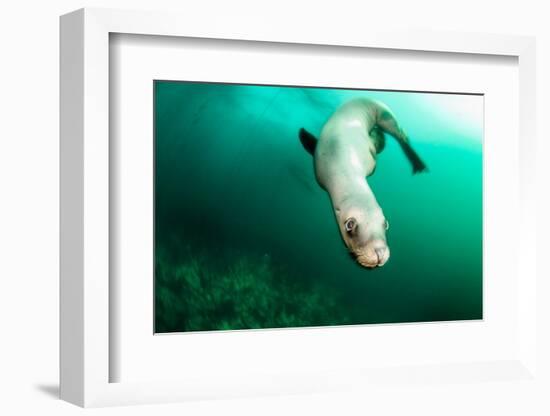 A Steller sea lion (Eumetopias jubatus) speeding in front of the camera, British Columbia, Canada-David Salvatori-Framed Photographic Print