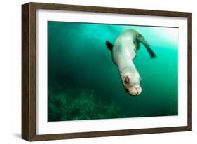 A Steller sea lion (Eumetopias jubatus) speeding in front of the camera, British Columbia, Canada-David Salvatori-Framed Photographic Print