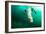 A Steller sea lion (Eumetopias jubatus) speeding in front of the camera, British Columbia, Canada-David Salvatori-Framed Photographic Print