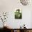 A Still Life Featuring Assorted Fresh Vegetables from the Garden on an Old Green Table-Sabine Löscher-Photographic Print displayed on a wall