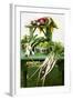 A Still Life Featuring Assorted Fresh Vegetables from the Garden on an Old Green Table-Sabine Löscher-Framed Photographic Print