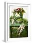 A Still Life Featuring Assorted Fresh Vegetables from the Garden on an Old Green Table-Sabine Löscher-Framed Photographic Print