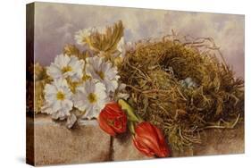 A Still Life of Blossom Tulips and a Birds Nest on a Ledge-Mary Elizabeth Duffield-Stretched Canvas