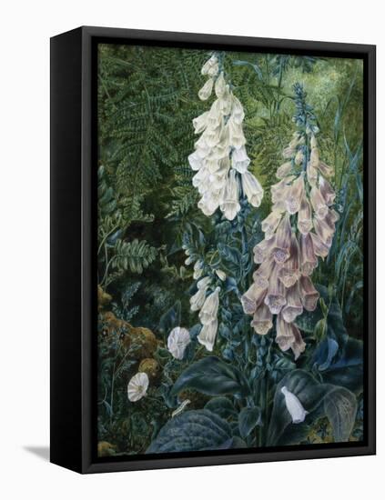 A Still Life of Foxgloves-Mary Margetts-Framed Stretched Canvas