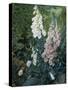 A Still Life of Foxgloves-Mary Margetts-Stretched Canvas