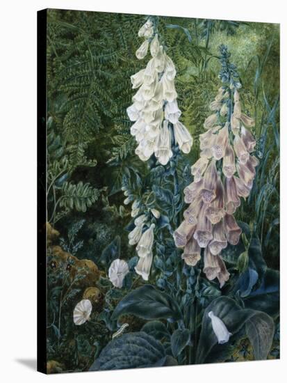 A Still Life of Foxgloves-Mary Margetts-Stretched Canvas