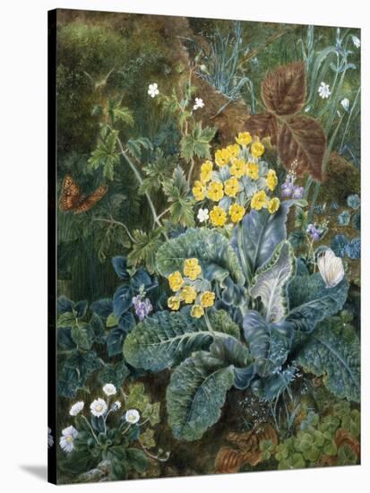 A Still Life of Polyanthus and Butterfly-Mary Margetts-Stretched Canvas