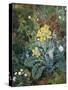 A Still Life of Polyanthus and Butterfly-Mary Margetts-Stretched Canvas