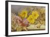 A Still Life of Roses and Other Flowers on a Ledge-Mary Elizabeth Duffield-Framed Giclee Print