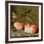 A Still Life with Roses on a Ledge-Balthasar van der Ast-Framed Giclee Print
