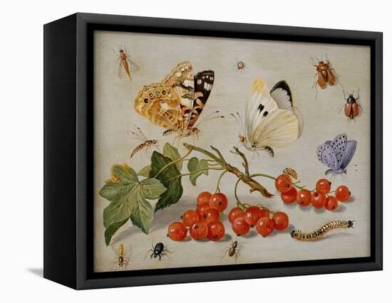 A Still Life with Sprig of Redcurrants, Butterflies, Beetles, Caterpillar and Insects-Jan Van, The Elder Kessel-Framed Stretched Canvas