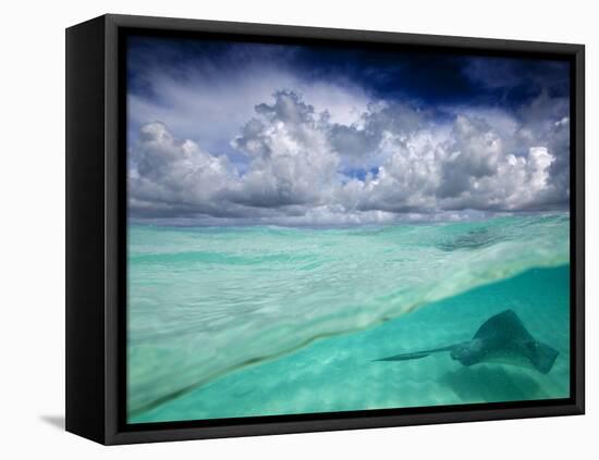 A Stingray Swimming Through the Caribbean Sea at the Cayman Islands.-Ian Shive-Framed Stretched Canvas
