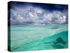 A Stingray Swimming Through the Caribbean Sea at the Cayman Islands.-Ian Shive-Stretched Canvas