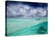 A Stingray Swimming Through the Caribbean Sea at the Cayman Islands.-Ian Shive-Stretched Canvas