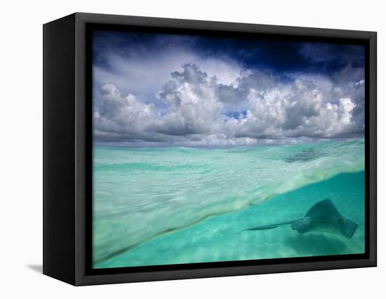 A Stingray Swimming Through the Caribbean Sea at the Cayman Islands.-Ian Shive-Framed Stretched Canvas