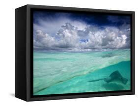 A Stingray Swimming Through the Caribbean Sea at the Cayman Islands.-Ian Shive-Framed Stretched Canvas