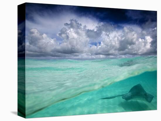 A Stingray Swimming Through the Caribbean Sea at the Cayman Islands.-Ian Shive-Stretched Canvas