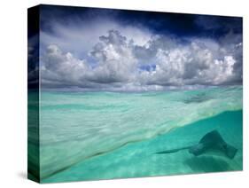 A Stingray Swimming Through the Caribbean Sea at the Cayman Islands.-Ian Shive-Stretched Canvas