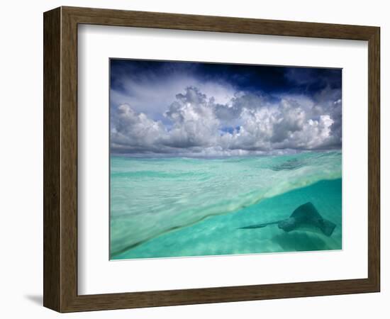 A Stingray Swimming Through the Caribbean Sea at the Cayman Islands.-Ian Shive-Framed Photographic Print