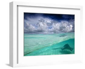 A Stingray Swimming Through the Caribbean Sea at the Cayman Islands.-Ian Shive-Framed Photographic Print