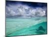 A Stingray Swimming Through the Caribbean Sea at the Cayman Islands.-Ian Shive-Mounted Photographic Print