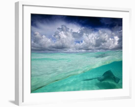 A Stingray Swimming Through the Caribbean Sea at the Cayman Islands.-Ian Shive-Framed Photographic Print