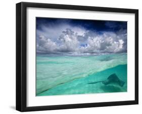 A Stingray Swimming Through the Caribbean Sea at the Cayman Islands.-Ian Shive-Framed Photographic Print