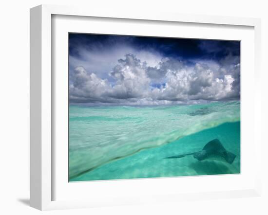 A Stingray Swimming Through the Caribbean Sea at the Cayman Islands.-Ian Shive-Framed Photographic Print