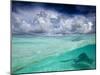A Stingray Swimming Through the Caribbean Sea at the Cayman Islands.-Ian Shive-Mounted Photographic Print
