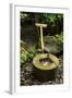 A Stone Water Basin in the Grounds of Ryoan-Ji Temple, Kyoto, Japan-Paul Dymond-Framed Photographic Print