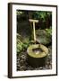 A Stone Water Basin in the Grounds of Ryoan-Ji Temple, Kyoto, Japan-Paul Dymond-Framed Photographic Print