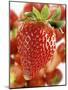 A Strawberry in the Foreground, Lots of Strawberries Behind-Dieter Heinemann-Mounted Photographic Print