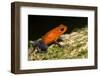 A Strawberry Poison Dart Frog on the Rainforest Floor at La Selva Biological Station, Costa Rica-Neil Losin-Framed Photographic Print