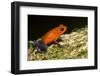 A Strawberry Poison Dart Frog on the Rainforest Floor at La Selva Biological Station, Costa Rica-Neil Losin-Framed Photographic Print