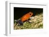 A Strawberry Poison Dart Frog on the Rainforest Floor at La Selva Biological Station, Costa Rica-Neil Losin-Framed Photographic Print