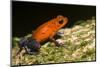 A Strawberry Poison Dart Frog on the Rainforest Floor at La Selva Biological Station, Costa Rica-Neil Losin-Mounted Photographic Print