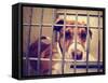 A Stray Dog at the Pound or Shelter-graphicphoto-Framed Stretched Canvas