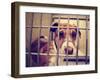 A Stray Dog at the Pound or Shelter-graphicphoto-Framed Photographic Print