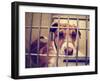 A Stray Dog at the Pound or Shelter-graphicphoto-Framed Photographic Print