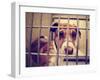 A Stray Dog at the Pound or Shelter-graphicphoto-Framed Photographic Print