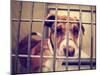 A Stray Dog at the Pound or Shelter-graphicphoto-Mounted Photographic Print