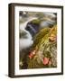 A stream in Fall in a Forest in Grafton, New Hampshire, USA-Jerry & Marcy Monkman-Framed Photographic Print